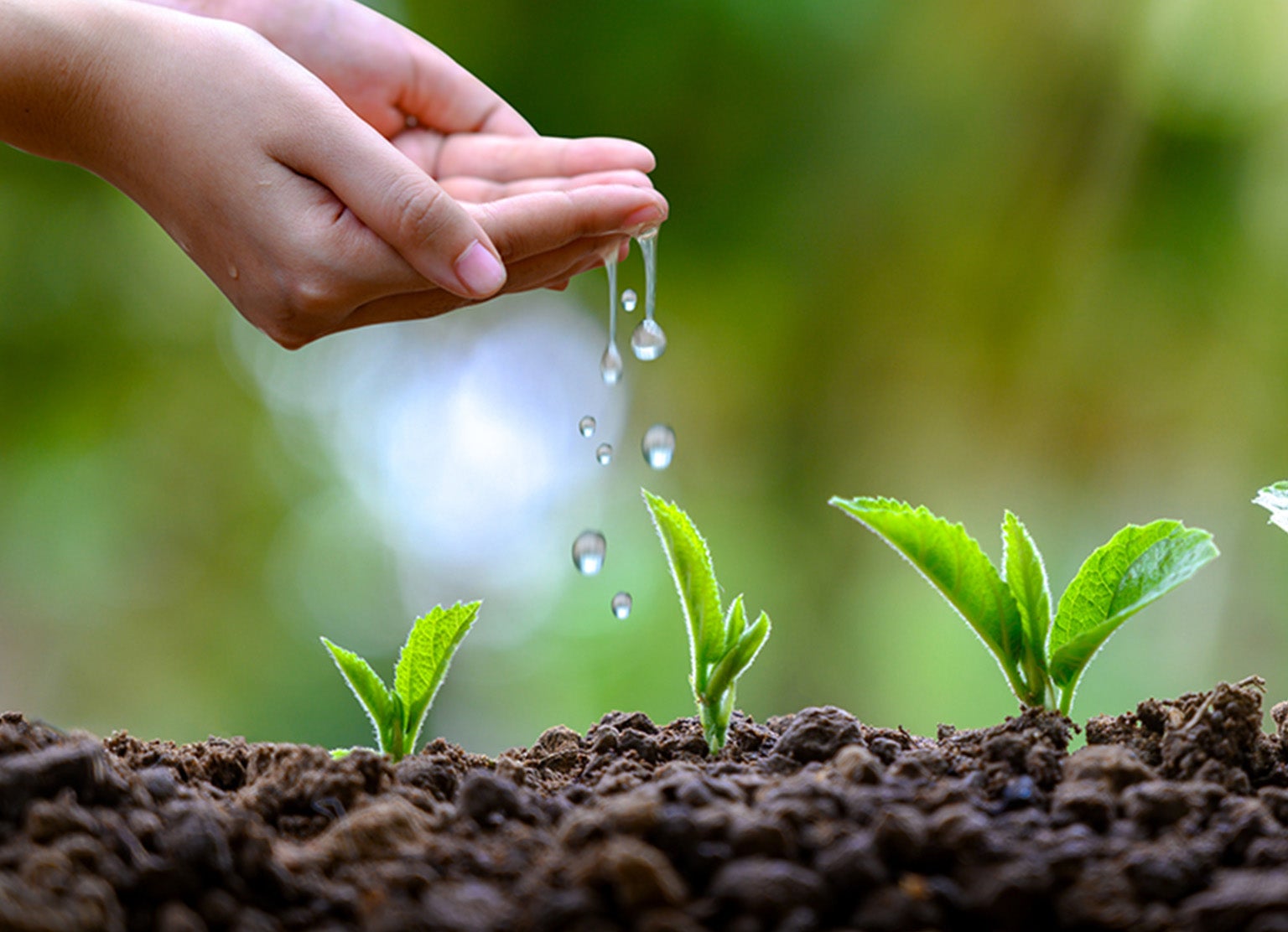 Sustentabilidade - regar pequena planta com água