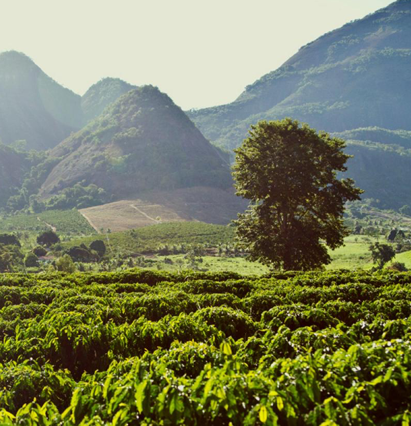 Paisagem com montanhas e campos cobertos de vegetação verde