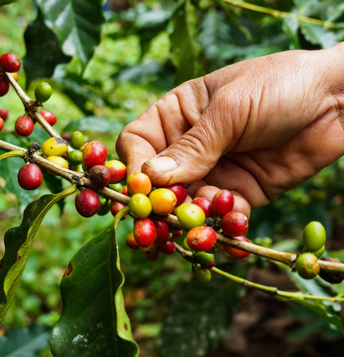 Mão a segurar em planta de café com grãos a amadurecer