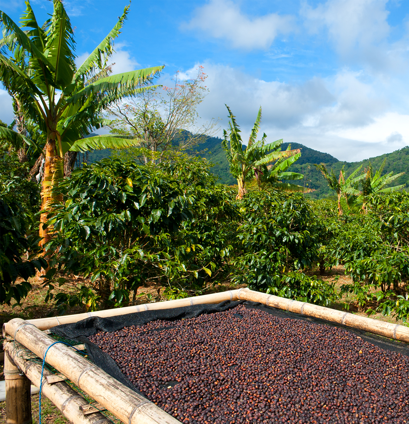 Plantação de café com grãos espalhadas ao sol