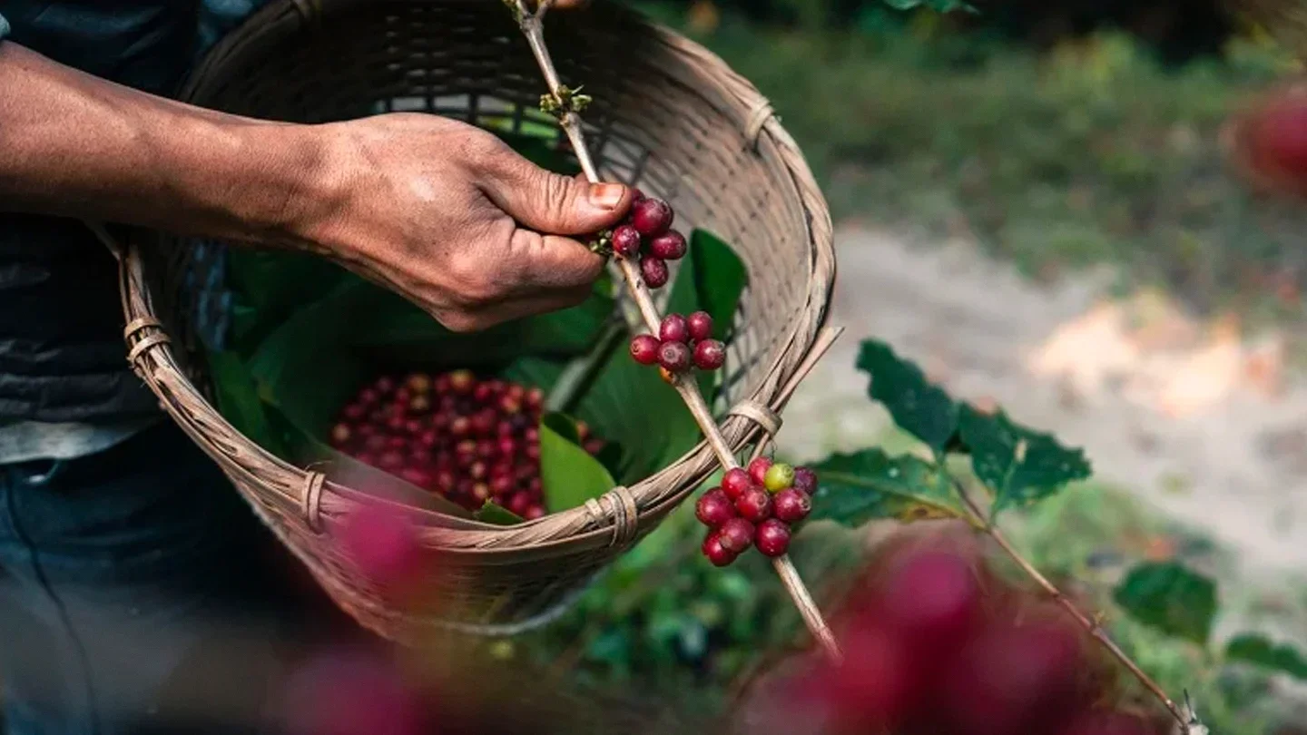 mãos a colocar grãos de café de produção sustentável numa cesta