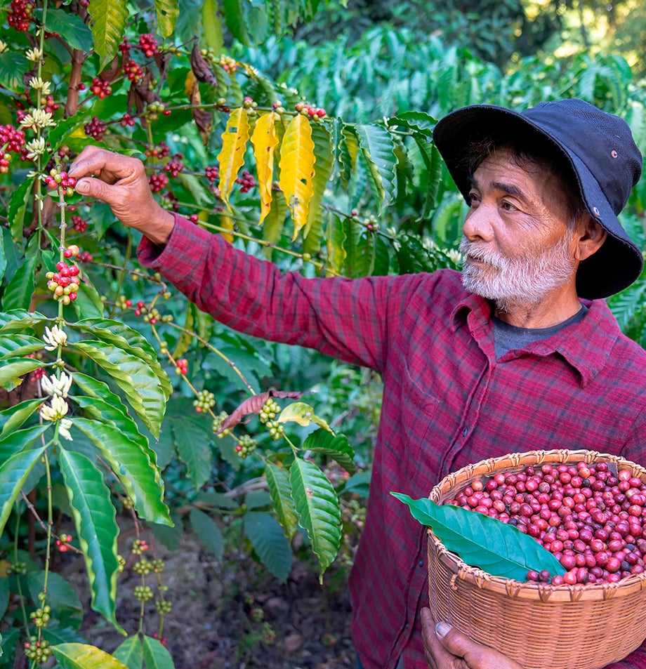 Pessoa a apanhar café nas plantações Nestlé