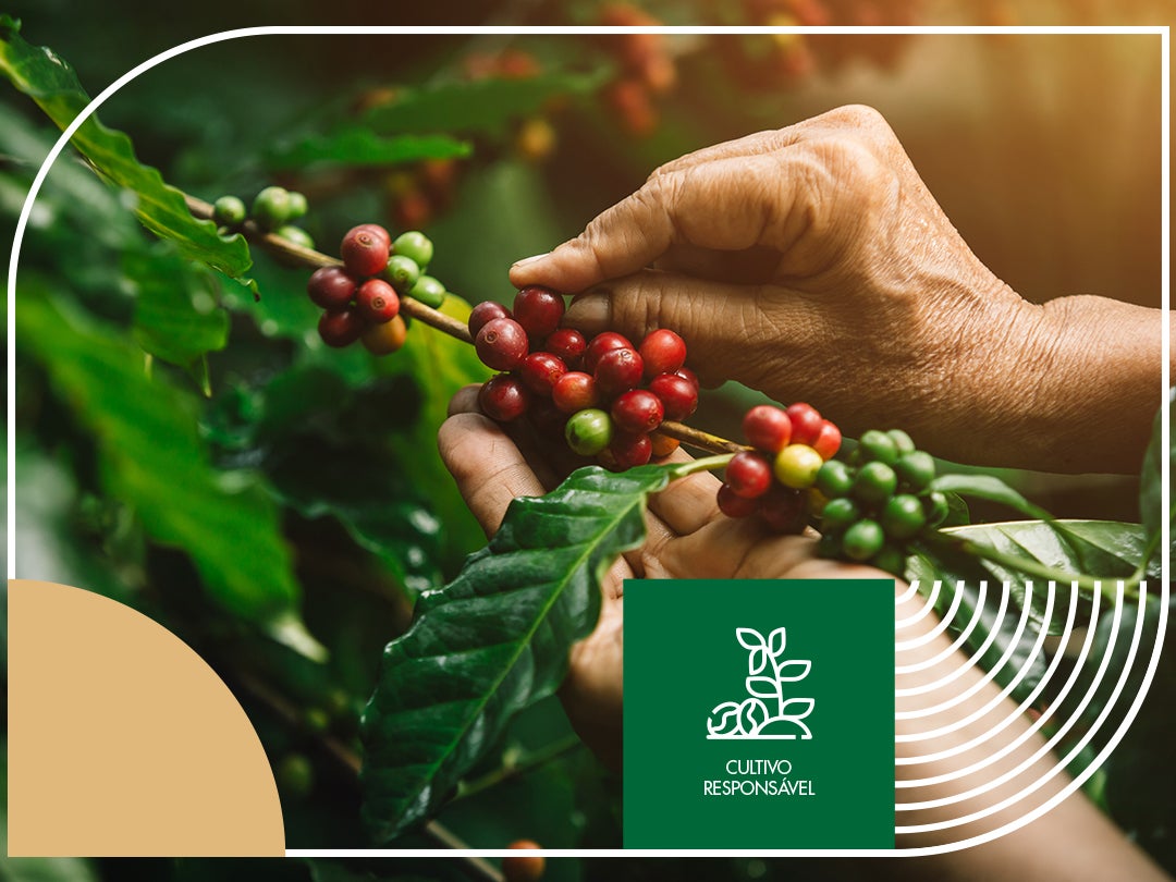 Cultivo Responsável