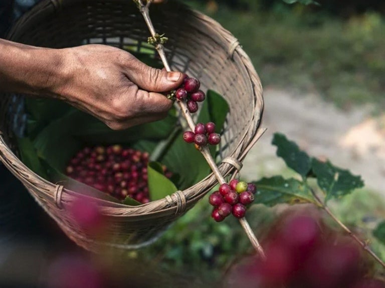 mãos a colocar grãos de café de produção sustentável numa cesta