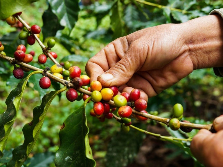 café de origem responsável