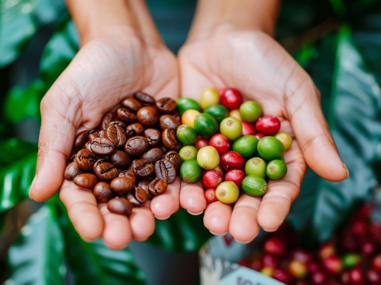 Grãos café robusta e arábica