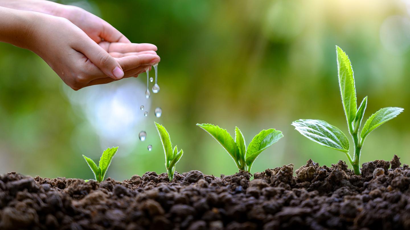 Regar pequena planta com água